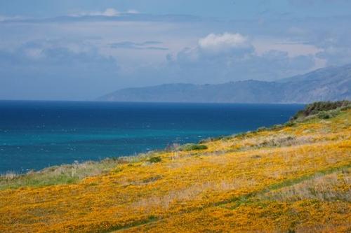 Big Sur;Sea;Orange;Cloud;Flowering;California;Rock;Clouds;Green;Cloud Formation;Aqua;Mountains;Blooming;Shoreline;Shore;Landscape;California Poppies;California Poppy;Water;Petal;Blossom;Bloom;Flower;Sky;Coastline;Coast;Ocean;Blue;Mountainous;Seascape;Petals;Weather;Flowers;Mountain